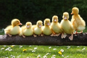  cute little ducklings on a log