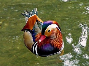 such a pretty duck