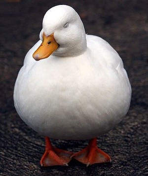 beautiful white duck