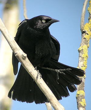 beautiful male Brewer's blackbird