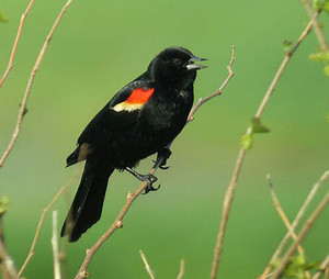  a male red winged blackbird