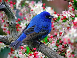  absolutely beautiful bird on a 樱桃 blossom 树