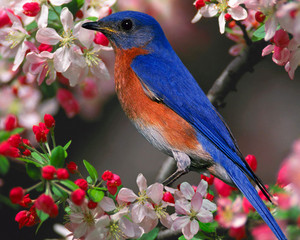  male eastern azulejo, bluebird in a cereza, cerezo árbol
