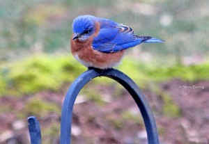  eastern bluebird sitting on a fence