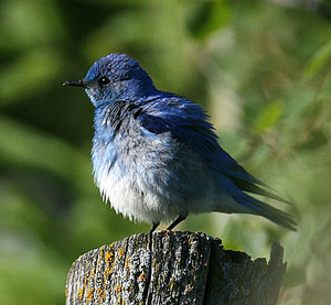 male mountain bluebird sitting on a tree stump