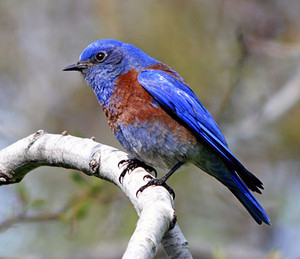  male western bluebird, ब्लूबर्ड, नीला पक्षीः