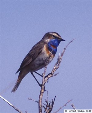  male bluethroat bird