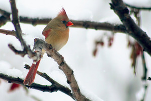  female cardinal perched on a branch