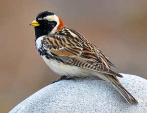 lapland bunting sitting on a rock
