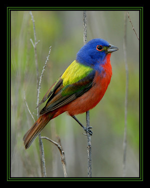  painted bunting sitting there lookin pretty