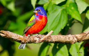  painted bunting perched on a branch