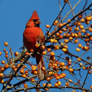  male cardinal in a 나무, 트리