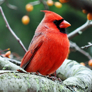  male cardinal
