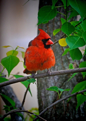  male cardinal enjoying the morning