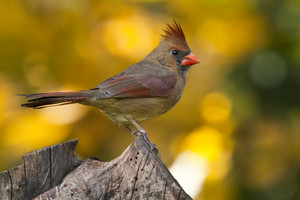  female northern cardinal