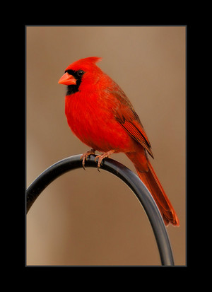  male northern cardinal lookin for his mate