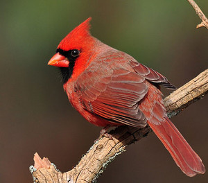  male northern cardinal