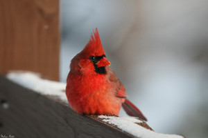  northern cardinal resting on a fence post