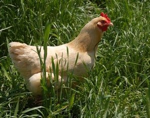  chicken walking through grama