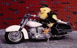  chick on a motocycle