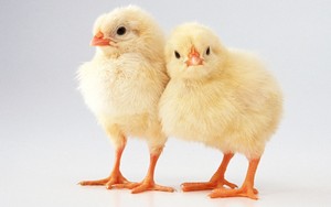  chick pair posing for a pic