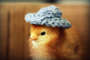  chick with a little blue hat