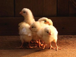  chicks huddled together