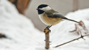  black capped meise, chickadee in the snow