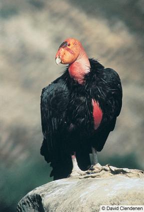 california condor