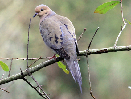 mourning dove sitting on a tree branch