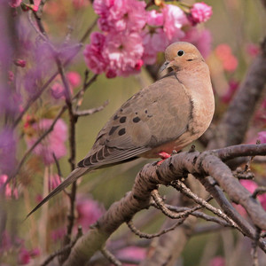  mourning कबूतर enjoying the गुलाबी फूल