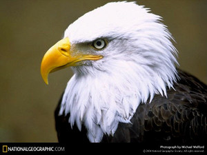  bald eagle closeup