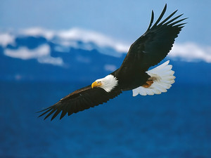 eagle soaring through the sky