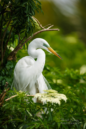 great white egret in the forest