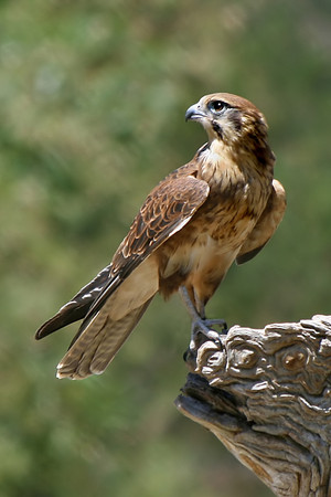  brown falke, falcon