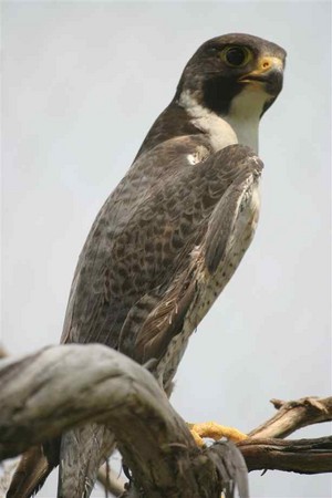 falcon lookin around