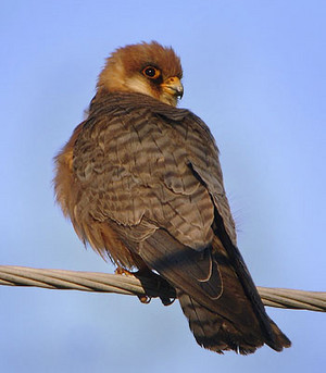  female red footed helang, falcon sittin on a cable