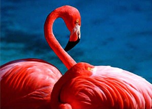  rosa, -de-rosa flamingo