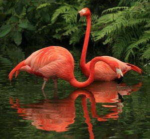  merah jambu flamingos in the water