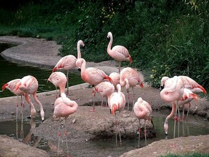  flamingos everywhere