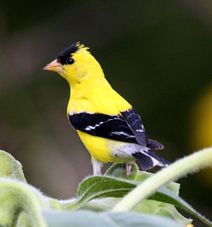  male american goldfinch