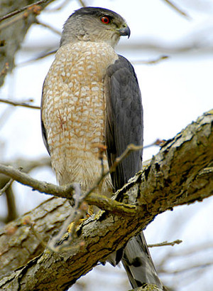  Cooper's hawk sitting on a branch