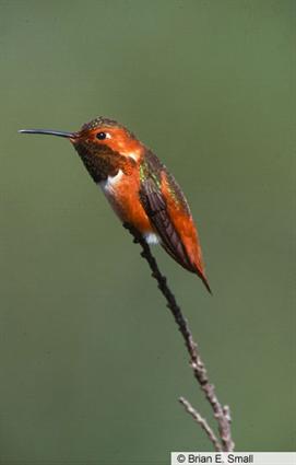  a male Allen's kolibri