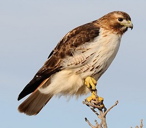  red tailed hawk