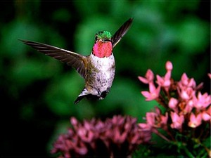 broad tailed colibrí