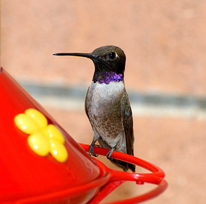  male black chinned colibrí at a feeder