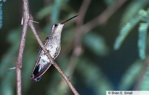  female broad billed колибри