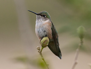  female broad tailed colibrí