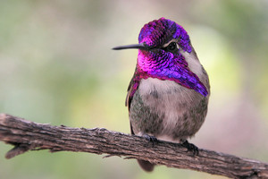 male costa's hummingbird