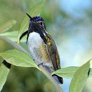  male costa's hummingbird